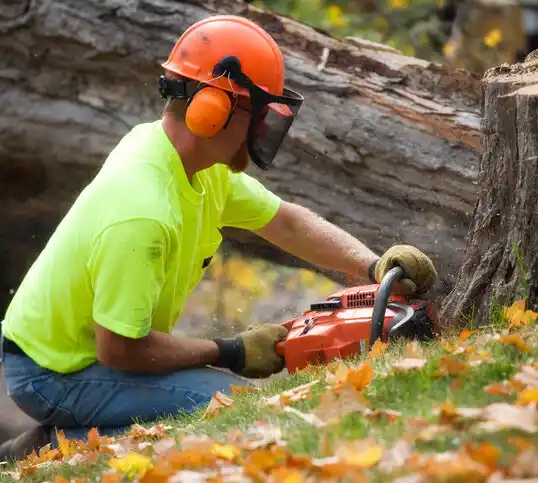 tree services Loveland